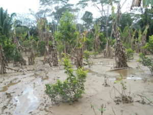 Our farmers annual coffee crop  was ruined but his Palo Maria trees remained unaffected.